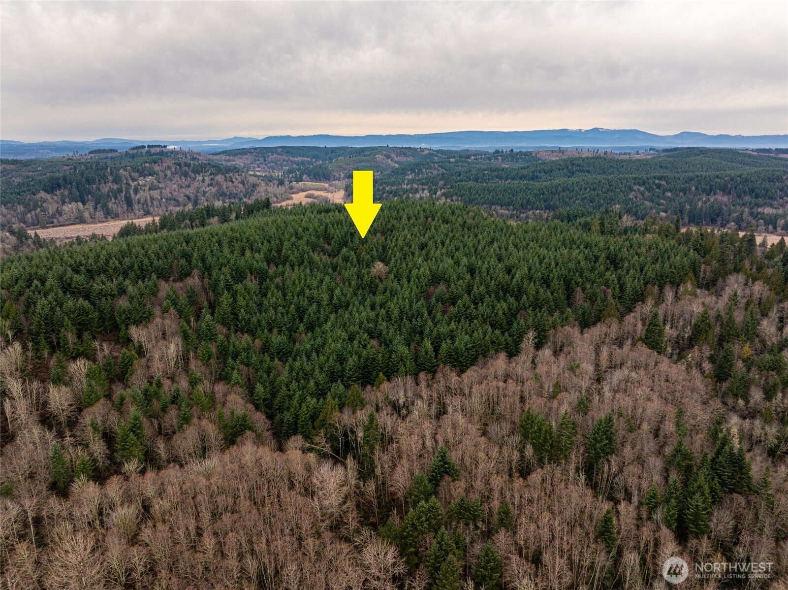 Mountain and territorial views from this 41+/- acre tract located off of a paved, county road with power (PSE) and phone.  Thurston County RRR 1/5 zoning offers potential for future subdivision.  Heavily timbered with partial clearing up top. Flag shaped lot with owned access from county road. Topography and timber offer a private setting for your future homesite. Plenty of room to spread out with an internal network of established logging roads offering additional recreational opportunities.  Just 10 minutes to Centralia and 15 minutes to Great Wolf Lodge.  Buyers to verify all information to own satisfaction.