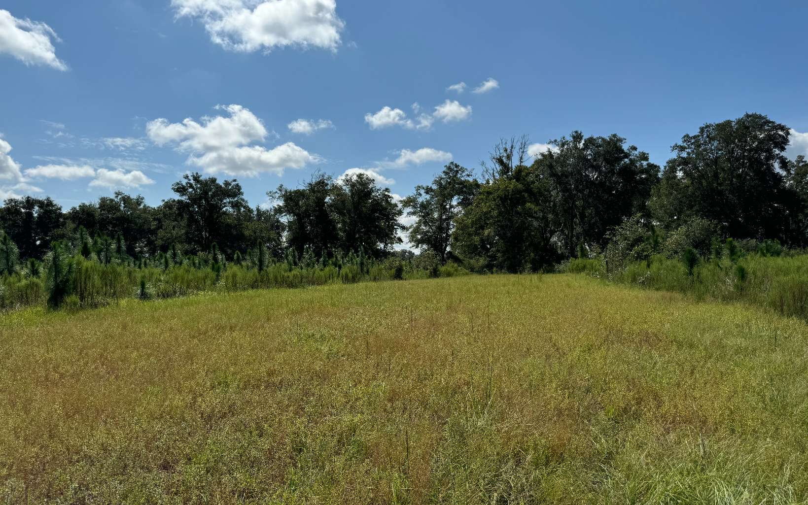 This property has everything you could ever look for. Beautiful Live Oak trees scattered throughout. High and dry property. Great for hunting, cows, pasture, farming, growing pine trees, investment. Build your own site built home with privacy and still have plenty of open space for horse back riding, ATV's. Lots of Deer and Turkey
