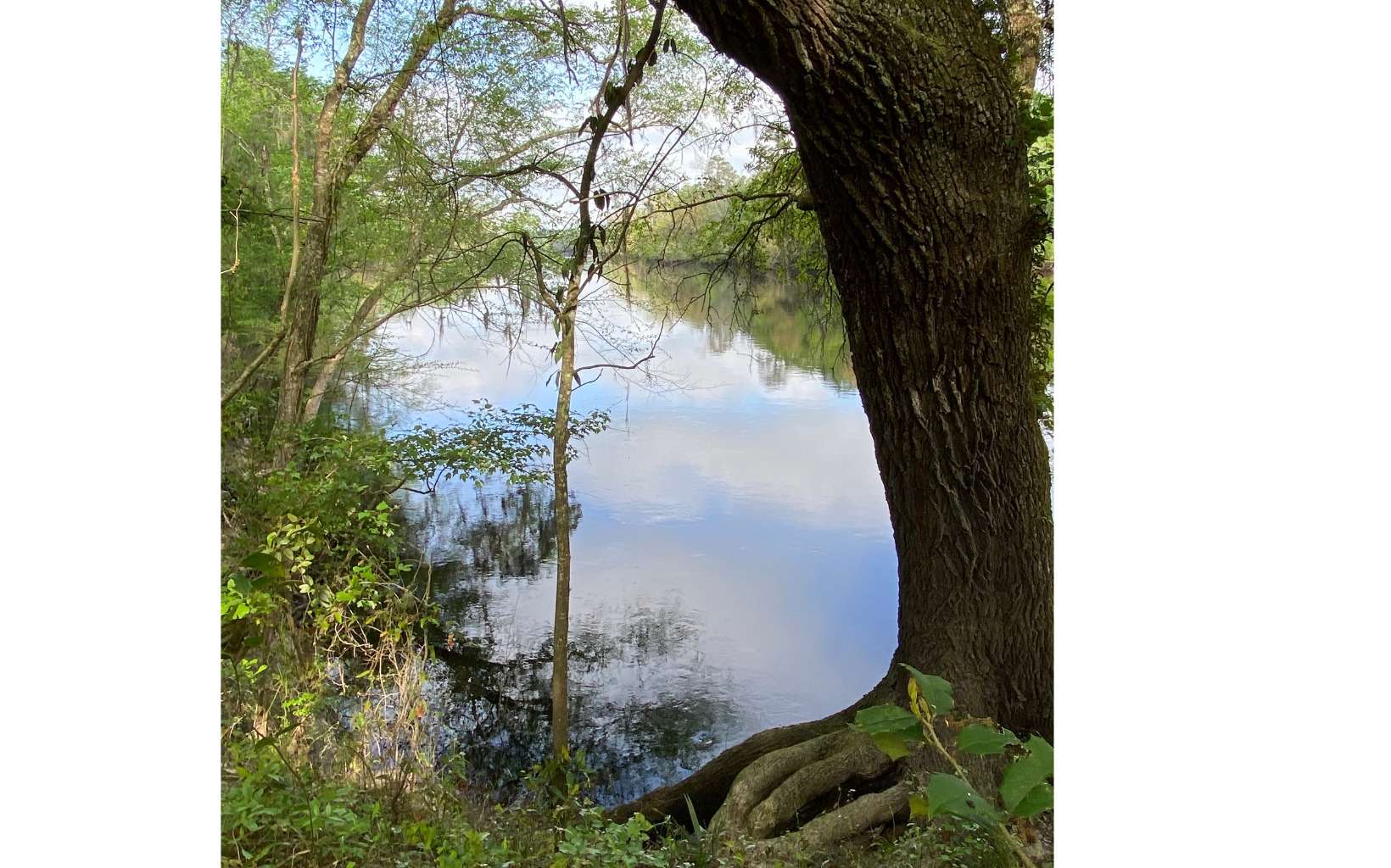 Suwannee River land for sale