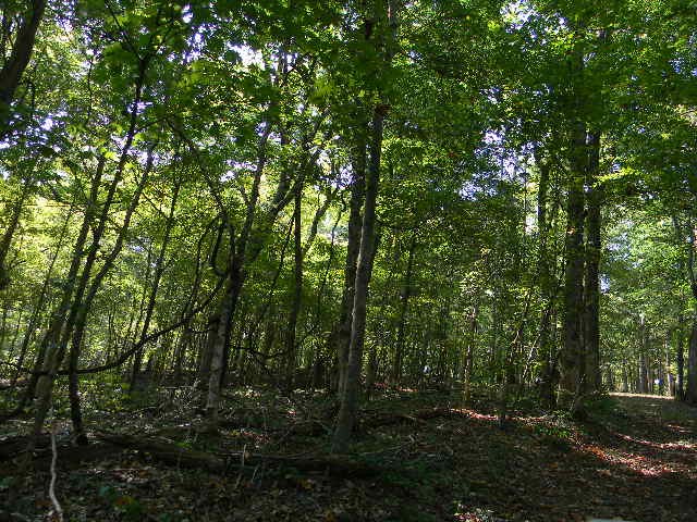 0 Traylor Branch Road