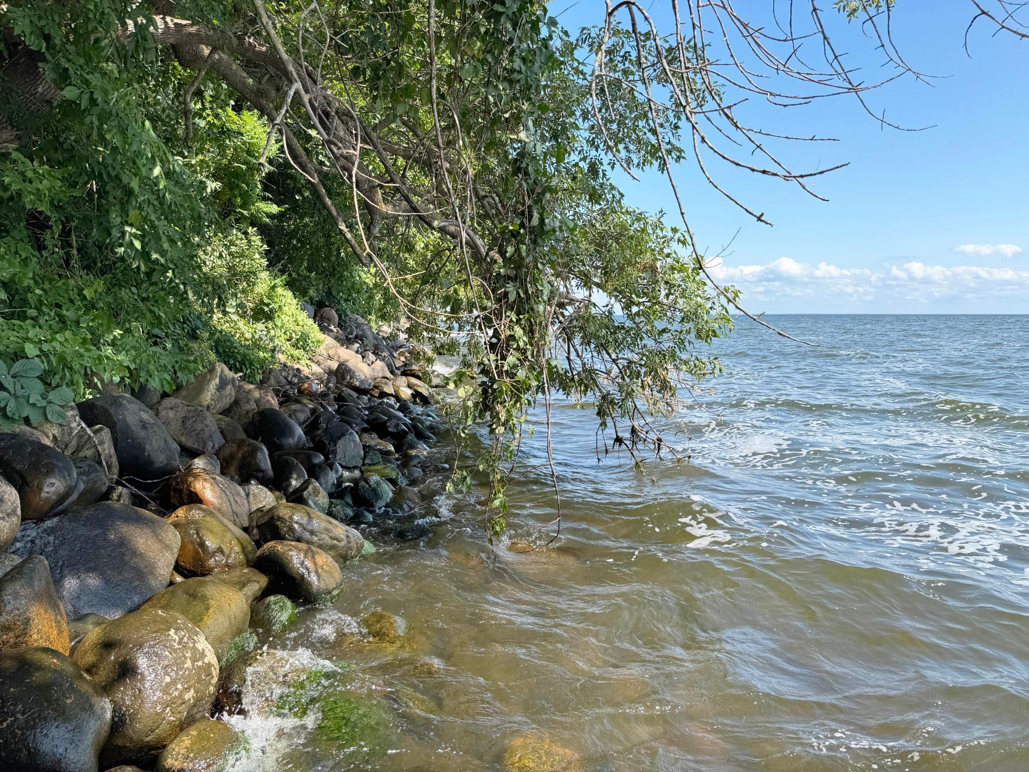 44205 Conifer Street