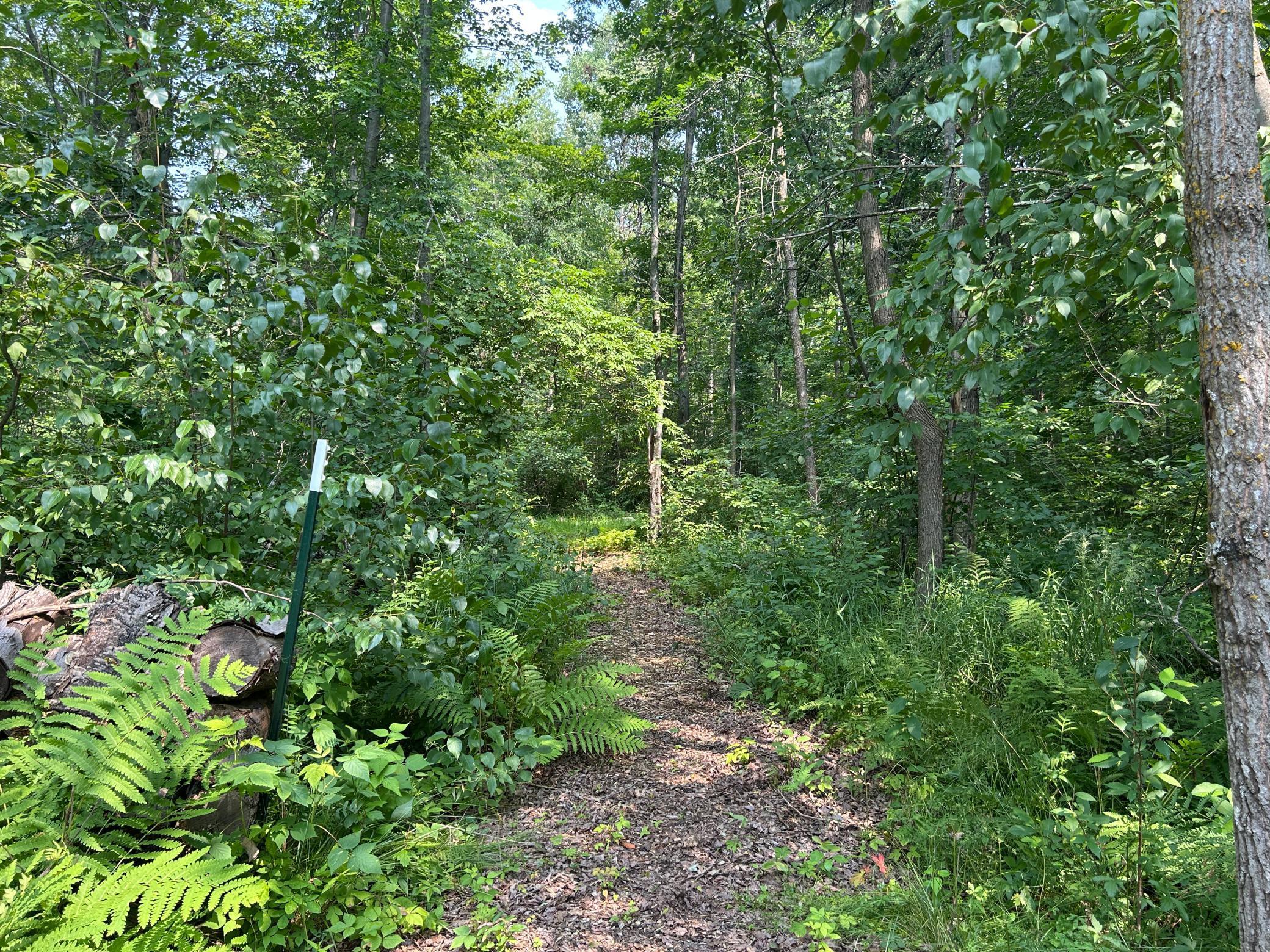 2662X Birch Trail