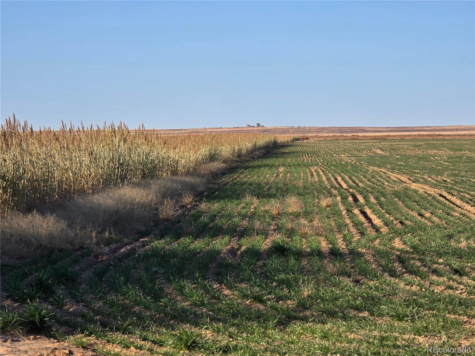 Haswell Dryland Farm — 320 +/- Acres, Kiowa County, Colorado

Set on the wide-open High Plains just south of Haswell, this productive 320+/_ acre Colorado farm offers a balanced mix of proven farm ground and expansion potential. Approximately 160 +/- acres are currently in cultivation, while the remaining 160+/- acres are open and ready to till—ideal for bringing additional acres into your rotation or tailoring to your preferred crops. Gently rolling terrain and loamy soils typical of the area support dryland staples such as winter wheat, millet, and grain sorghum, and the open field layout accommodates modern equipment.

The property enjoys convenient access via county roads, offering privacy with practical proximity to services in Haswell and regional markets. Wildlife is a regular sight on the prairie—pronghorn, mule deer, and upland birds frequent the draws and grasslands—adding recreational value to the agricultural utility.

The farm is currently leased to a local operator, providing immediate income and a seamless transition for the next owner. 

Quick facts

Size: 320± acres total
Cultivation: 160+/- acres currently farmed; 160 +/- acres ready to till
Location: South of Haswell, Kiowa County, Colorado
Access: Convenient county-road access
Operation: Currently leased to a local farmer.
Crops/Soils: Dryland area suited to winter wheat, millet, and grain sorghum