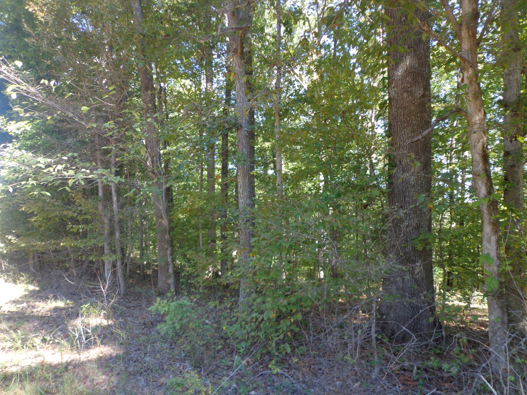 1030 Bucksnort Rd