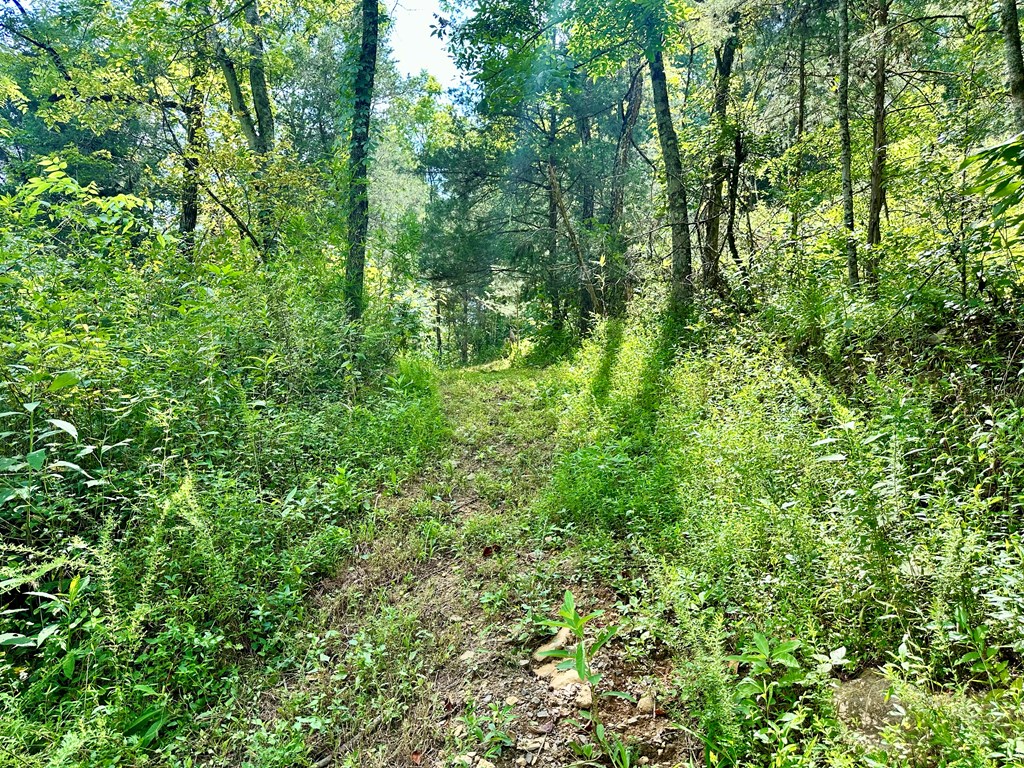 392 Possum Hollow Rd