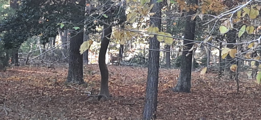 Lot 17 Wilsonia Shores Dr 17