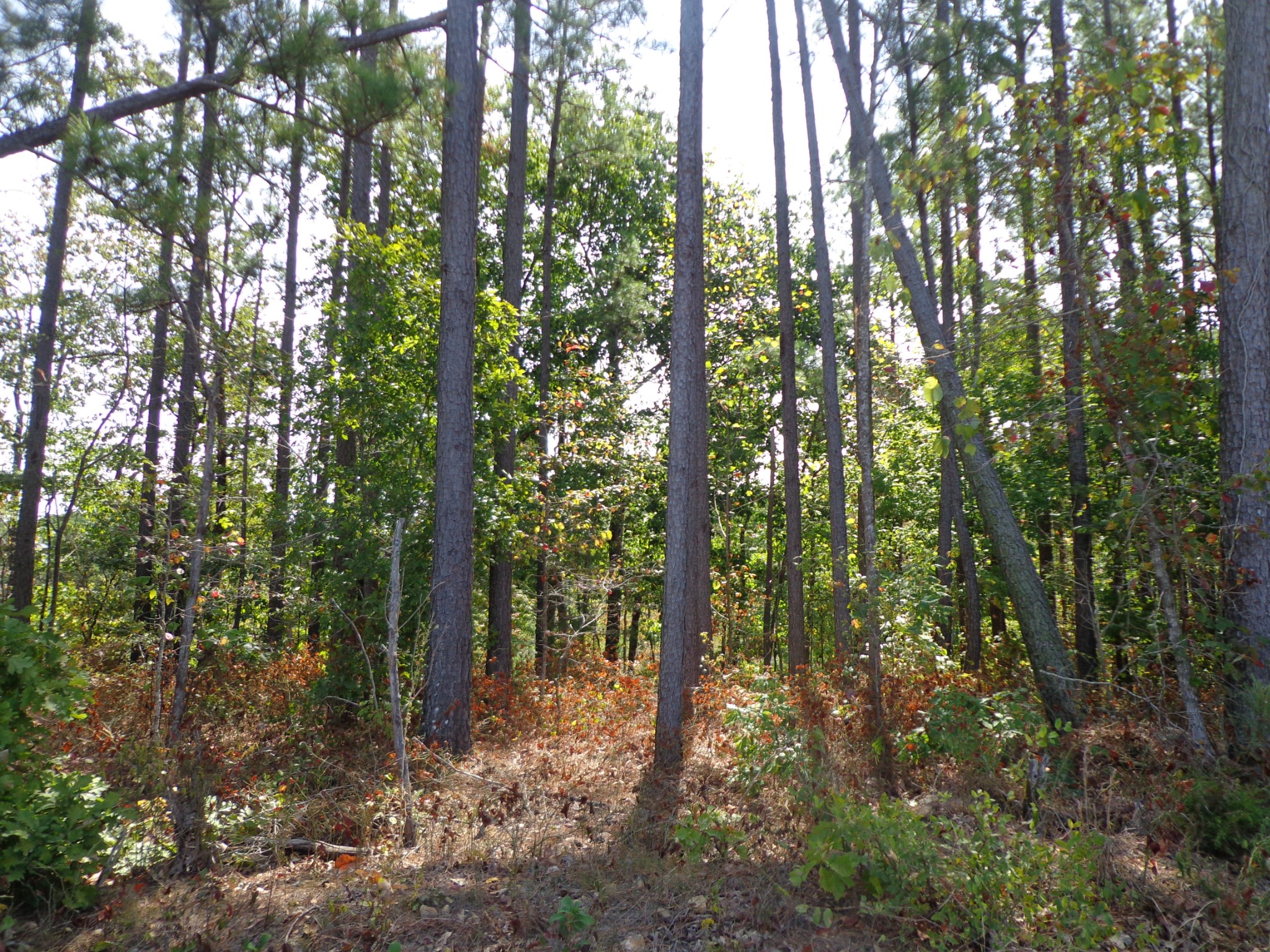 0 Tennessee Ridge Road