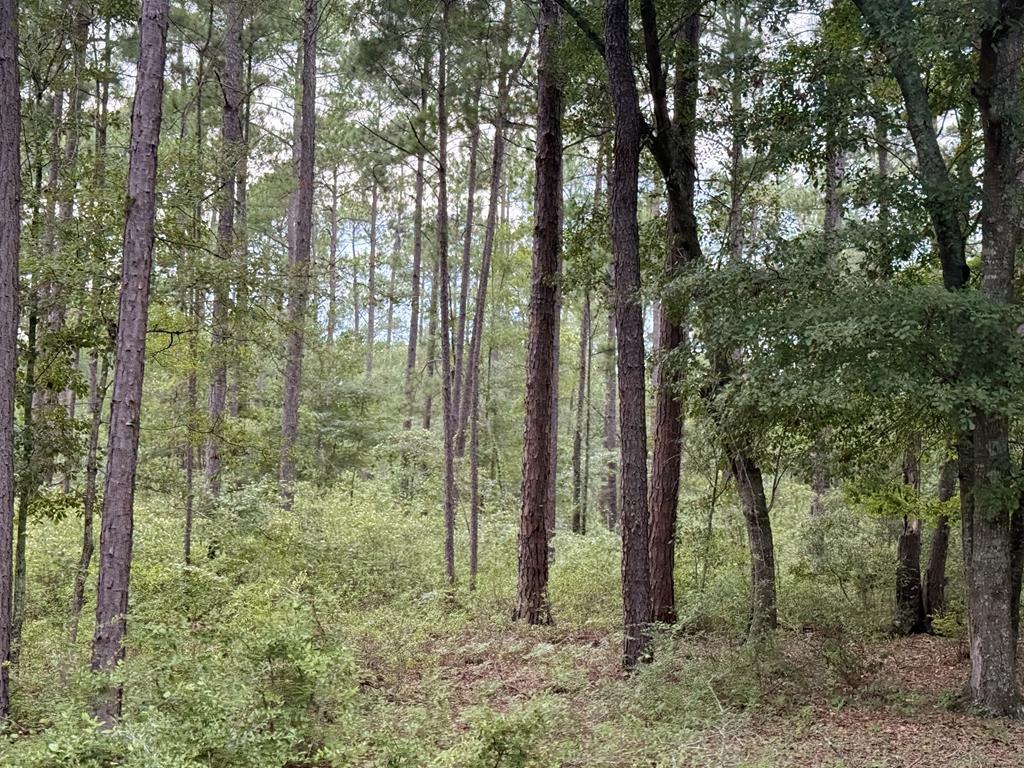 Discover 32 acres of prime land in Ochlocknee, GA—A small tract with a lot to offer! Land is wooded with a paved road front. Located centrally between Thomasville, Ochlocknee, and Pelham.
