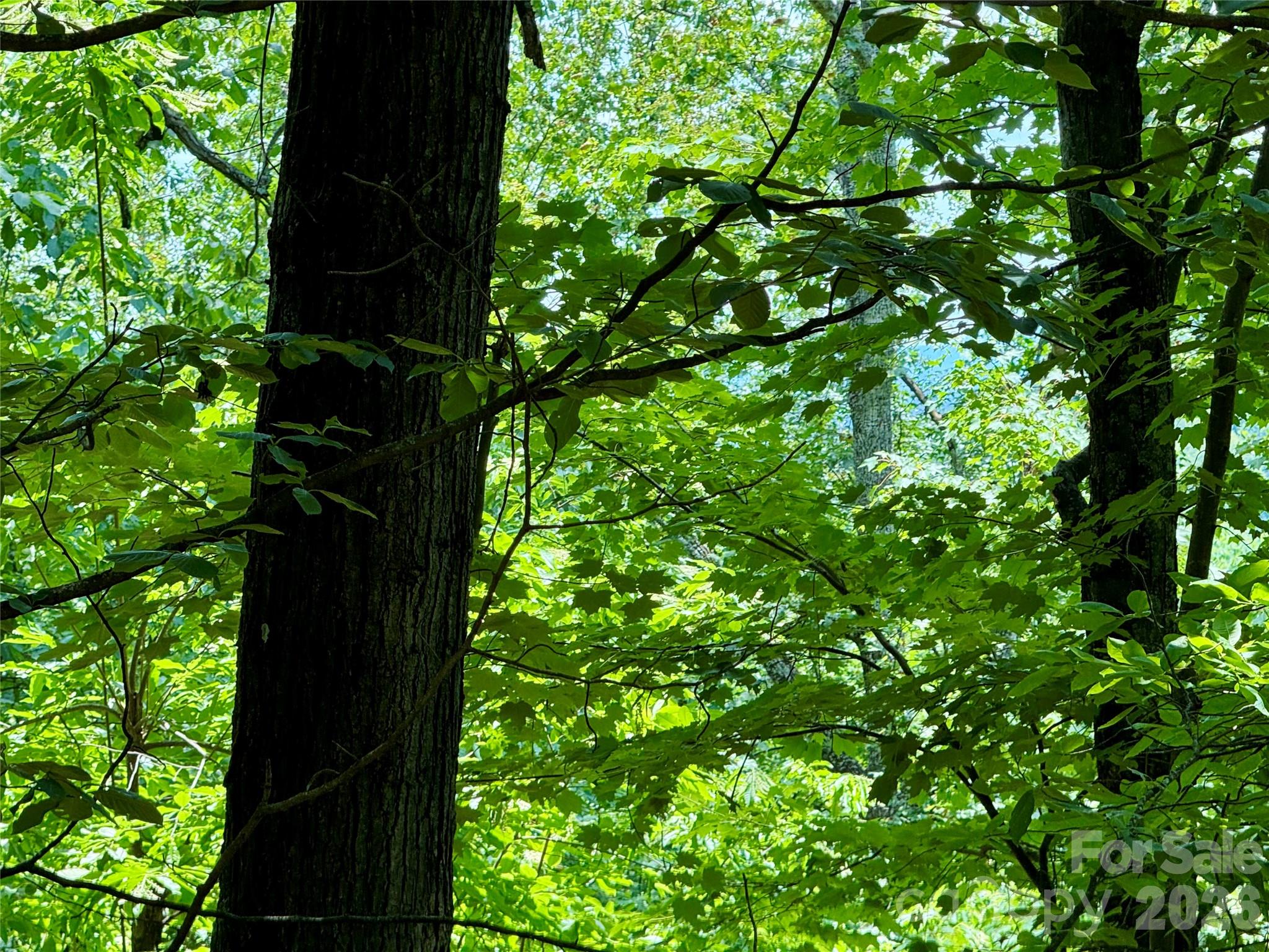 35+ acres - Lot 23 Bear Track Lane 23