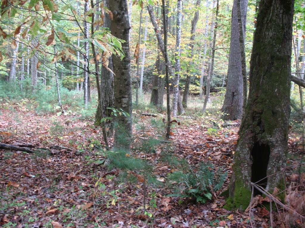 Land for sale in Woodlawn, Virginia, 80367