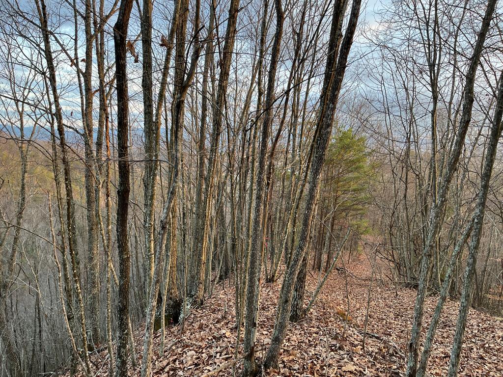New price on this Little Brushy Mountain acreage...Great wooded hunting tract - new survey shows 36.37 acres with 35.93 acres on the west side of Carlock Creek Road and .44 acre on the east side of Carlock Creek Road. Tract is marked with pink ribbon. Smyth County GIS has not been updated to show survey. Creek on both sides of the road. Long road frontage. Public water line runs along Carlock Creek Road. Game is plentiful.