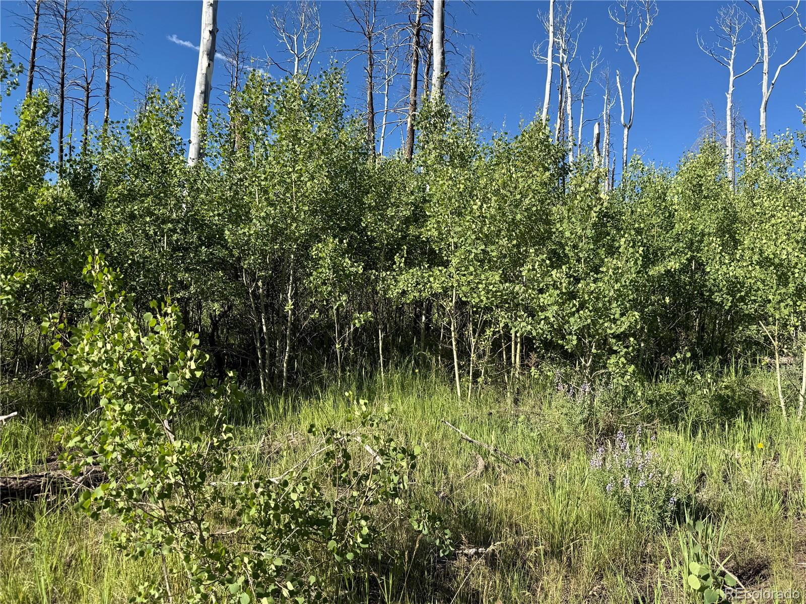 Lot 775 Forbes Park Road