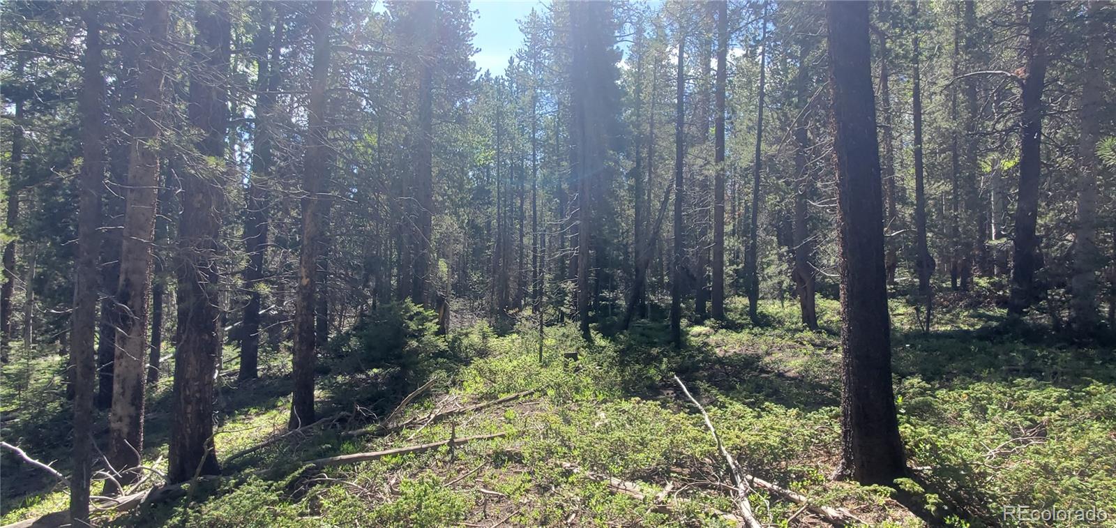 Lot 2914 Forbes Loop