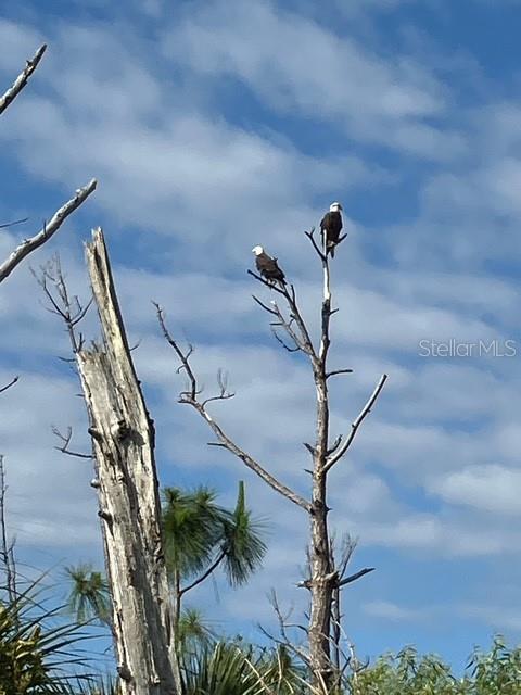 13217 Scrub Jay Court