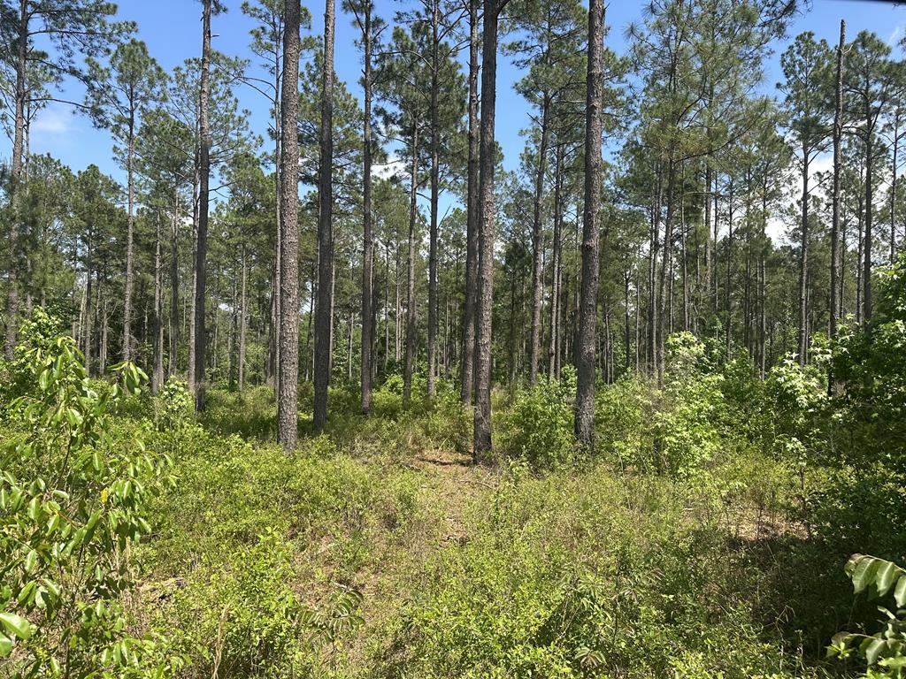 Discover an exceptional 145.26-acre recreational tract in the heart of Thomas County, offering the perfect blend of investment potential and outdoor enjoyment. This property features well-managed, quality timber, providing both immediate and long-term value.  For the outdoorsman, the tract boasts a proven, rich hunting history, with abundant wildlife and ideal habitat for deer, turkey, and other game. Whether you're looking to establish a private hunting retreat or a family getaway, this land is ready to deliver.  Located in a highly desirable area, you'll enjoy the balance of privacy and convenience—close enough to town for amenities, yet far enough out to fully enjoy the peace and quiet of South Georgia land.  This is a rare opportunity to own a versatile property that checks all the boxes: timber investment, recreation, and location.