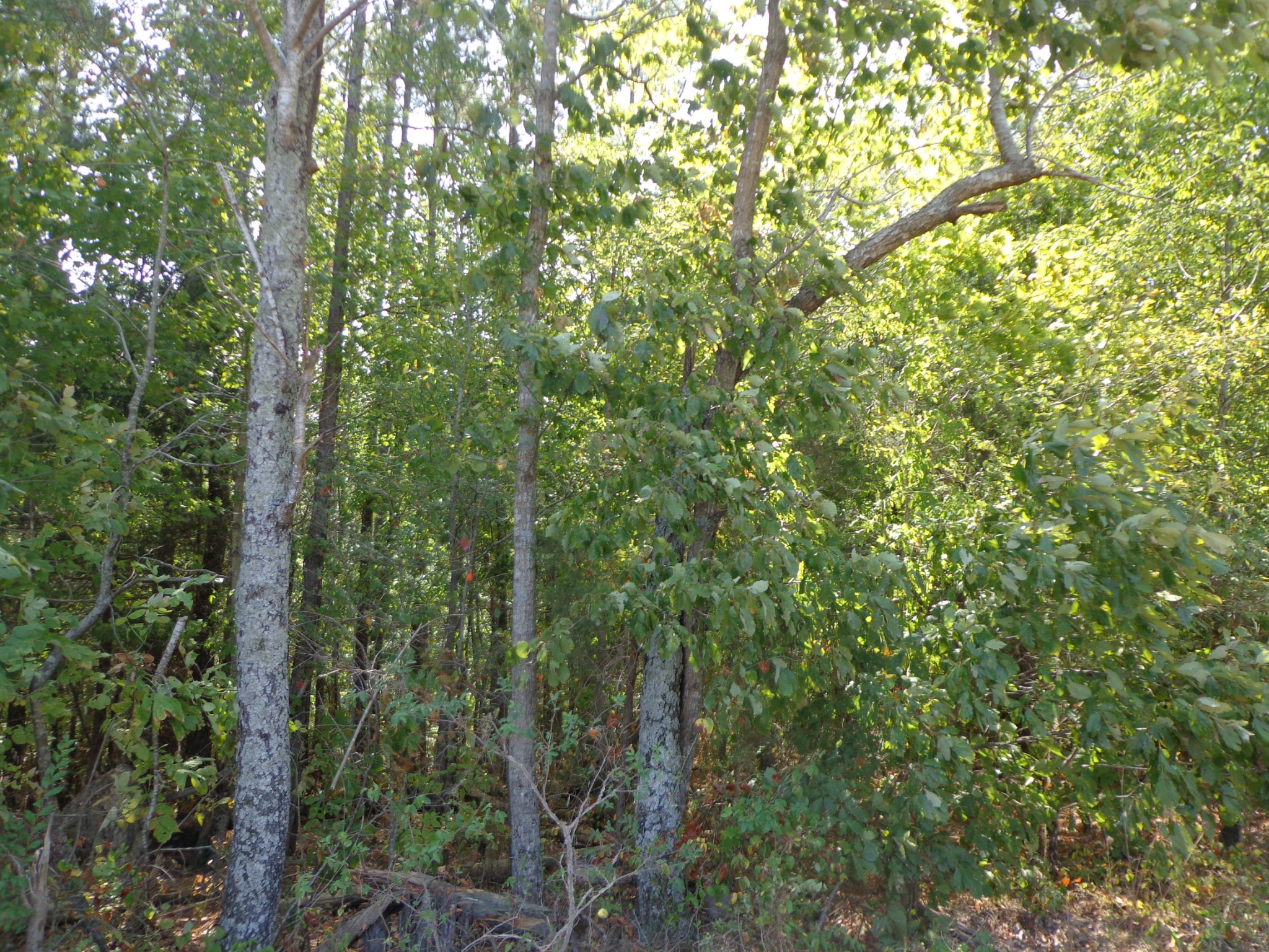 0 Tennessee Ridge Road