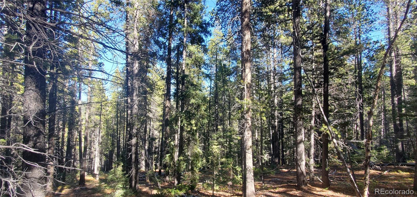 Lot 2999 & 2998 Drexler Place