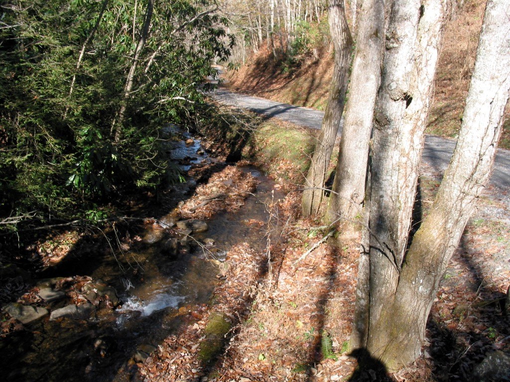Fiddle Fern Loop