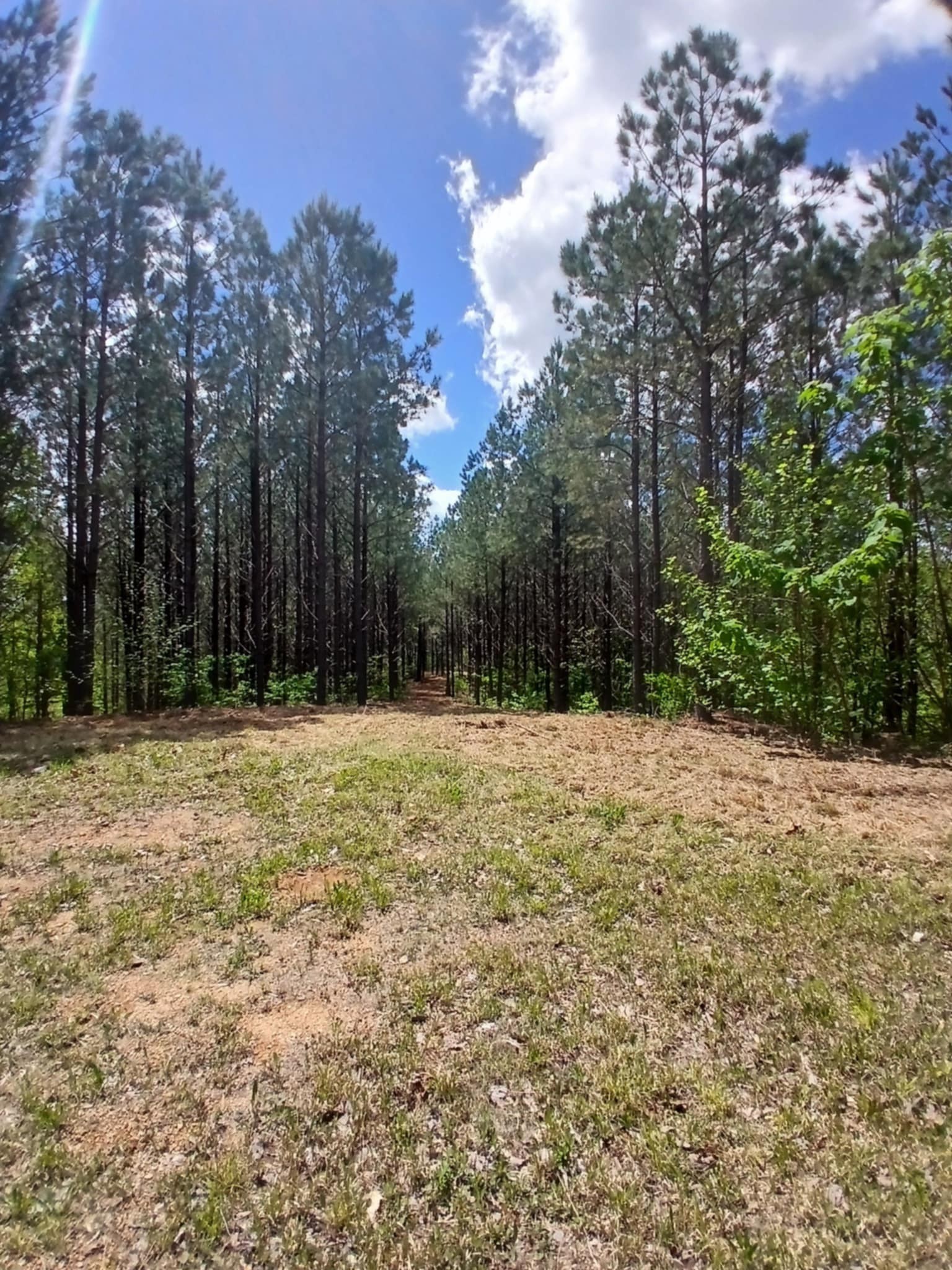 230 Juniper Dr