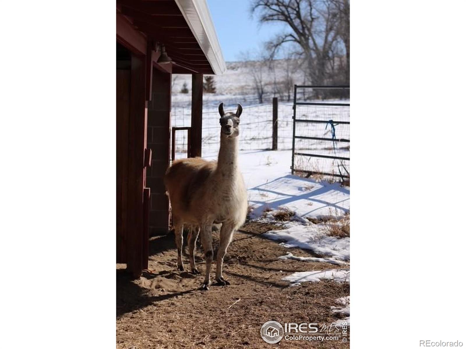 HOME, HOME on the RANGE!! If your buyer is looking for a serene, rural setting without leaving the convenience of in-town amenities, this property is perfect! Situated on 1.13 fully fenced acres, in highly sought after Paragon Estates/Spanish Hills neighborhood. Updated and tastefully appointed, this 5 bedroom, 3 bath ranch style home will check all of the boxes. Main level Primary plus guest room. Lower level offers 3 spacious bedrooms plus large rec room w/ lovely wood burning sandstone fireplace. Clean, well kept 3+ stall barn and corral perfect for your horse, goats, llamas, chickens or maybe peacocks! Unleash your pup or hop onto your bike and jump onto the adjacent 246 acre Davidson Mesa Open Space Park trail system. Whether you're seeking a small equestrian property, hobby farm, or a rural escape with space for trailers, RVs, ATVs, and more, this property delivers comfort, versatility, and timeless country charm. WELCOME HOME!!
