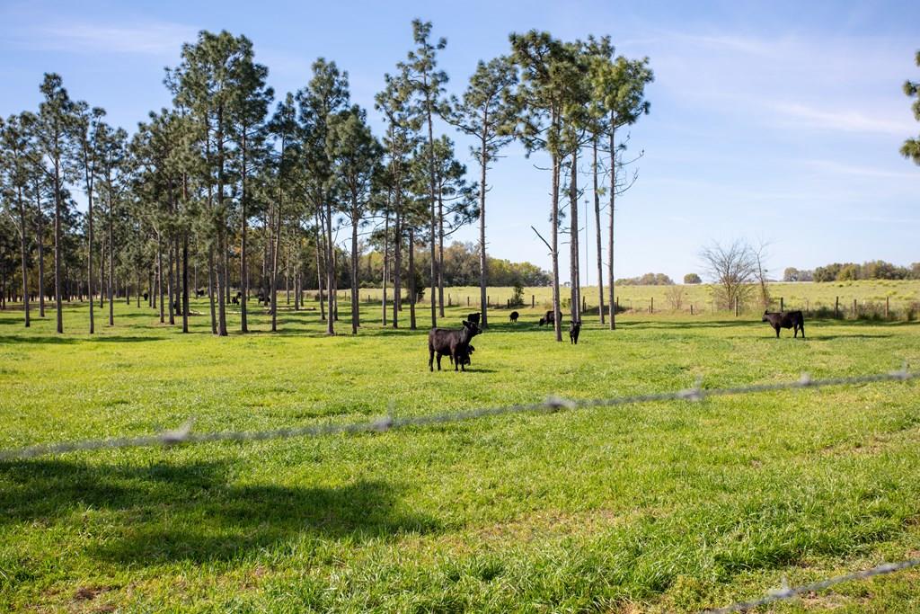 17.78 Acres | Fully Fenced, Subdividable & Turnkey Livestock Property  Discover the perfect blend of functionality and rural charm with this 17.78-acre fully improved property, thoughtfully designed for livestock, farming, or a private country retreat.  Situated on a newly paved road and just minutes from the Bainbridge bypass, this property offers both convenience and long-term value. With the ability to subdivide, it presents a unique opportunity for investment, future development, or multi-family use.  The land is perimeter fenced and cross-fenced, allowing for efficient pasture management and flexible use. A deep wellservices the property, along with a 1.5-inch water line run throughout, providing reliable water access across all areas—ideal for livestock and agricultural operations.  Improvements include:  30x40 livestock barn – spacious and well-suited for larger animals or multi-use storage 10x40 goat barn – ideal for small livestock or specialty use 36x60 equipment barn – ample room for tractors, implements, and storage.  Whether you're expanding an existing operation, starting a hobby farm, or looking for a peaceful acreage with strong infrastructure already in place, this property offers immediate usability with room to grow—and the added advantage of future development potential.