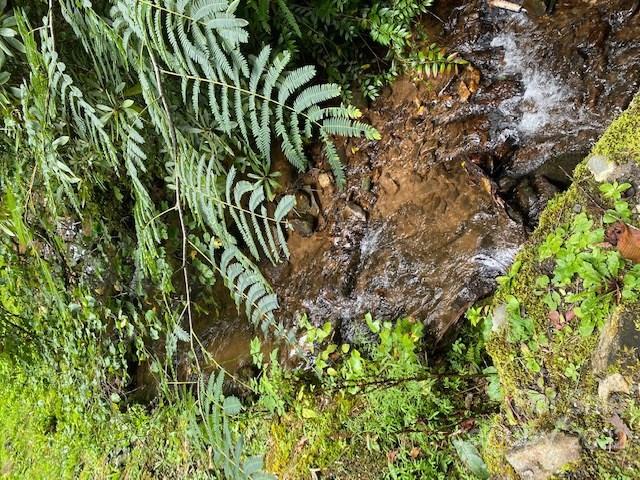 Lot 3 Fiddle Fern Loop