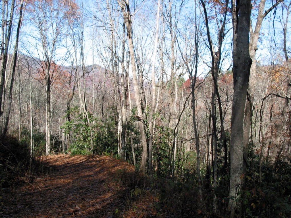 Fiddle Fern Loop
