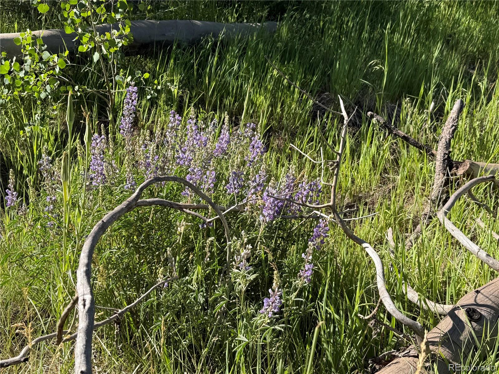 Lot 775 Forbes Park Road