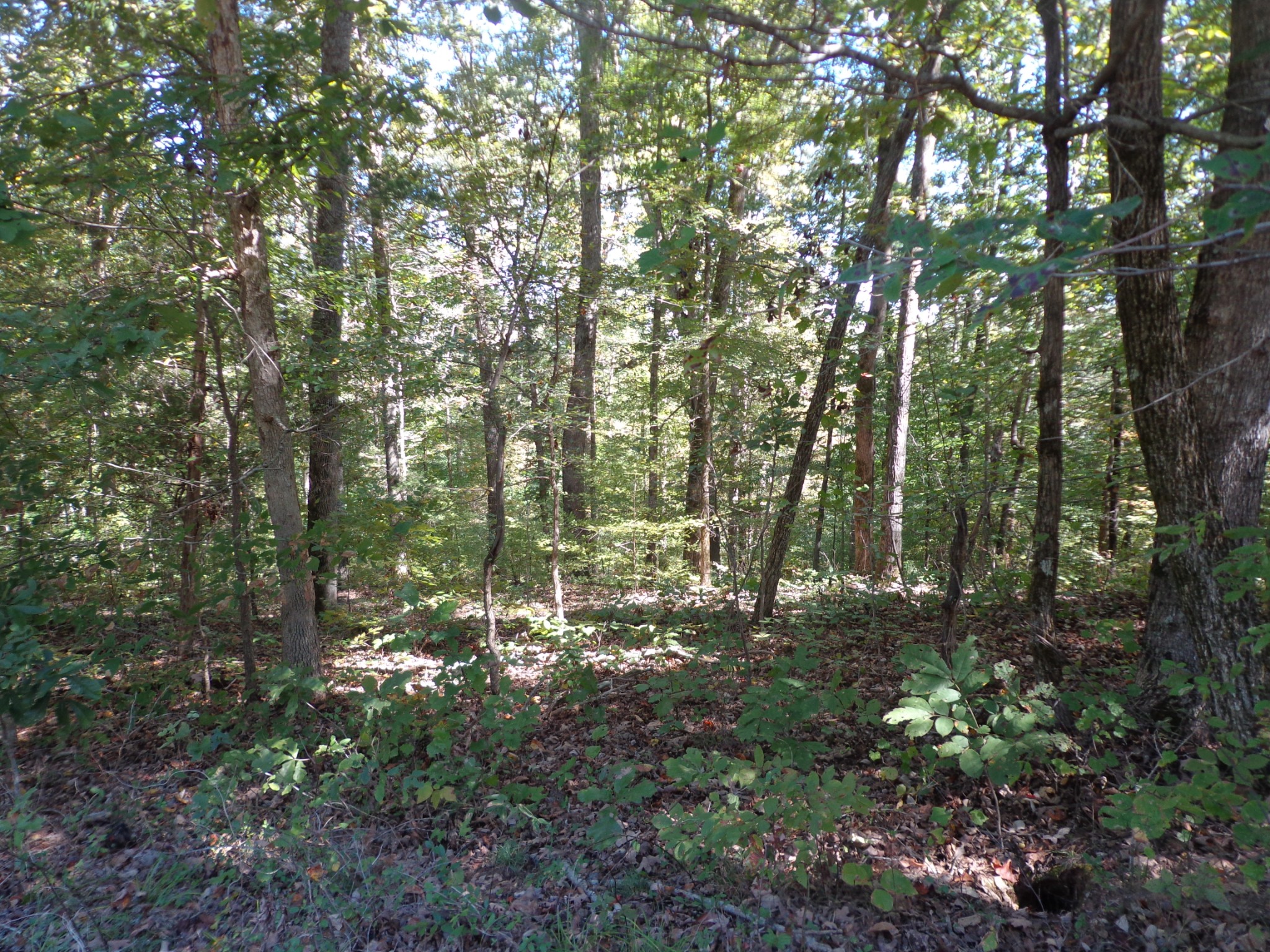 1030 Bucksnort Rd