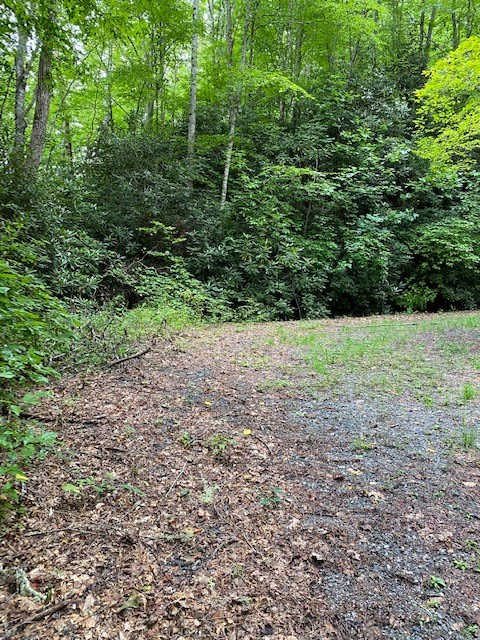 Fiddle Fern Loop