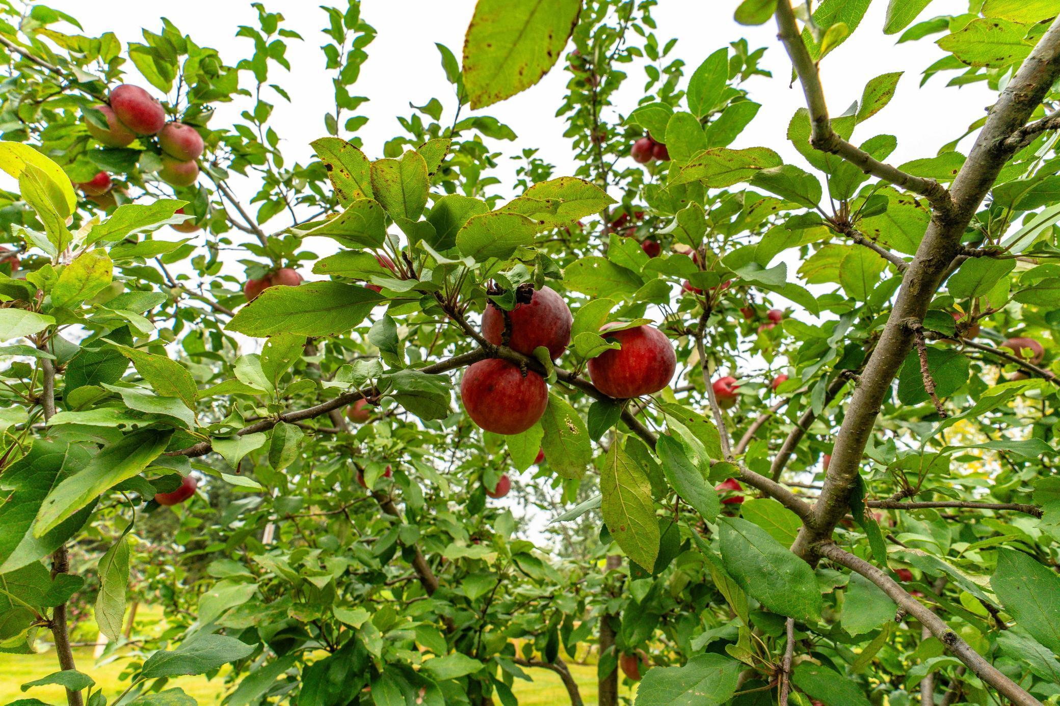 1578 N Lake Miltona Drive NE