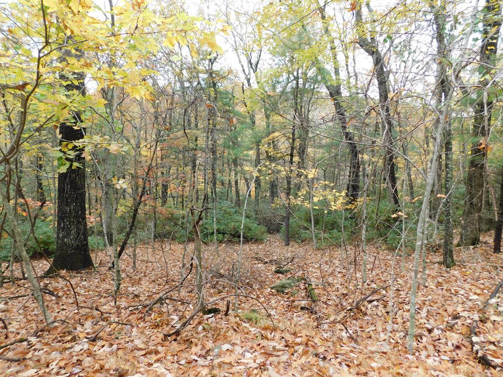 Incredibly beautiful wooded lalnd and no need to dig a well! Private mountain building land in desirable Cascade Mountain Resort. Already surveyed, level to gently sloping all wooded land to tuck your Blue Ridge Parkway get-a-way on with long range mountain views. Cascade Mountain offers all new swimming pool, fishing pond, picnic areas, playground, tennis and basketball courts, clubhouse, community water system, trash and paved roads. Located in the heart of the Blue Ridge Mountains directly off the scenic Blue Ridge Parkway. Come enjoy all the amenities with your family, friends and grandkids. There is so much to do and so many places to access from this central location. Your investment is protected by gentle covenants also in this well maintained gated community. Enjoy the deer, wildlife, hike the community to experience the waterfalls up here too. Buy the land and you can enjoy all the amenities even if you don't build. Information deemed reliable but not guaranteed. Buyer to perform their own due diligence.