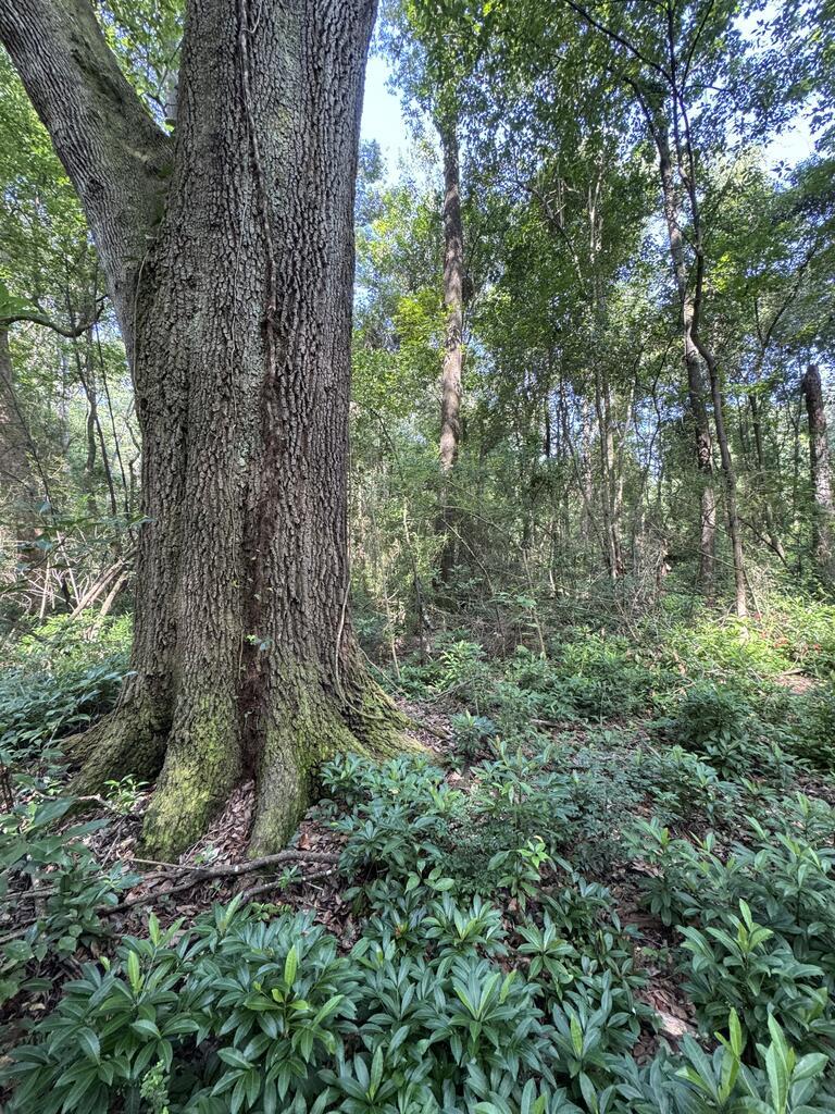 This nearly 25 acre tract sits less than a mile from the heart of historic downtown offering unmatched convenience, size, and potential!  Currently zoned Agriculture, this property offers flexibility for a variety of uses and rezoning is available to suit residential, commercial, or mixed-use development needs. Thomasville, known as the "City of Roses", is one of South Georgia's most desirable communities.  With its brick-paved streets, thriving shopping and dining scene, and close proximity to Tallahassee, FL, Thomasville is both a charming hometown and smart place to invest!  Call for more details or to set up a tour.  Also, check out the drone footage here: https://pixies.et/04Fw5iVQ