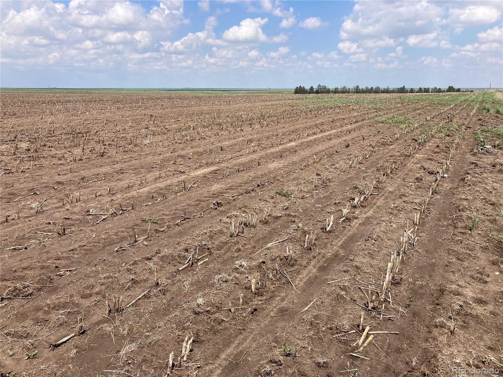 The 162.94 acres of tillable dryland contains predominantly Class III soils with 3%-5% slopes. FSA base acres total 141.2 acres allocated to corn with a PLC yield of 123 bushels per acre. The dryland is farmed in totality with 2026 Corn planted. It shows adequate weed control and excellent access from both County Road 41 and County Road J. County records show no mineral reservations on the subject property indicating 100% of the mineral rights are in-tact with the land. Overall, the land is ingood condition and possession is immediate subject to tenant rights.