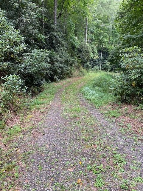 Lot 3 Fiddle Fern Loop