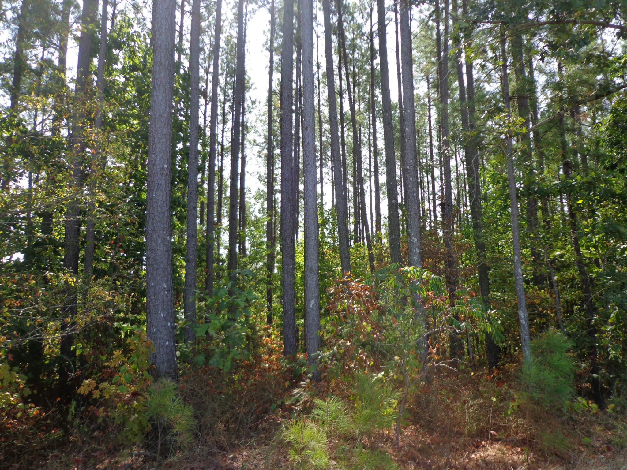 0 Tennessee Ridge Road