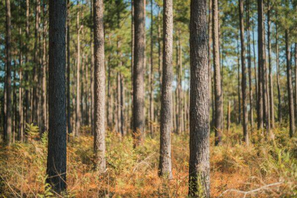 Located in South Grady County, Georgia, The Miller Place is a unique 78.6-acre property offering an exceptional blend of outdoor recreation alongside a timberland investment. Conveniently situated near Tallahassee, Florida, and Cairo, Georgia, this property features multiple age classes of planted pines that are ready for thinning, providing an immediate income stream for the landowner. The various age classes of pines provide the landowner with a staggered future income stream. A small creek runs through the property, enhancing the habitat for deer and turkey, making it an outstanding property for hunters and outdoor enthusiasts alike. With its ample paved road frontage, the property has the potential to be divided into multiple homesites. The significant timber volumes found on the Miller Place provides the property with lots of “meat on the bone” for the investor seeking a quality recreational property with the benefit of income-producing pines. All of these features make the Miller Place a unique recreational, timberland investment in the highly desirable area of south Grady County, Georgia.
