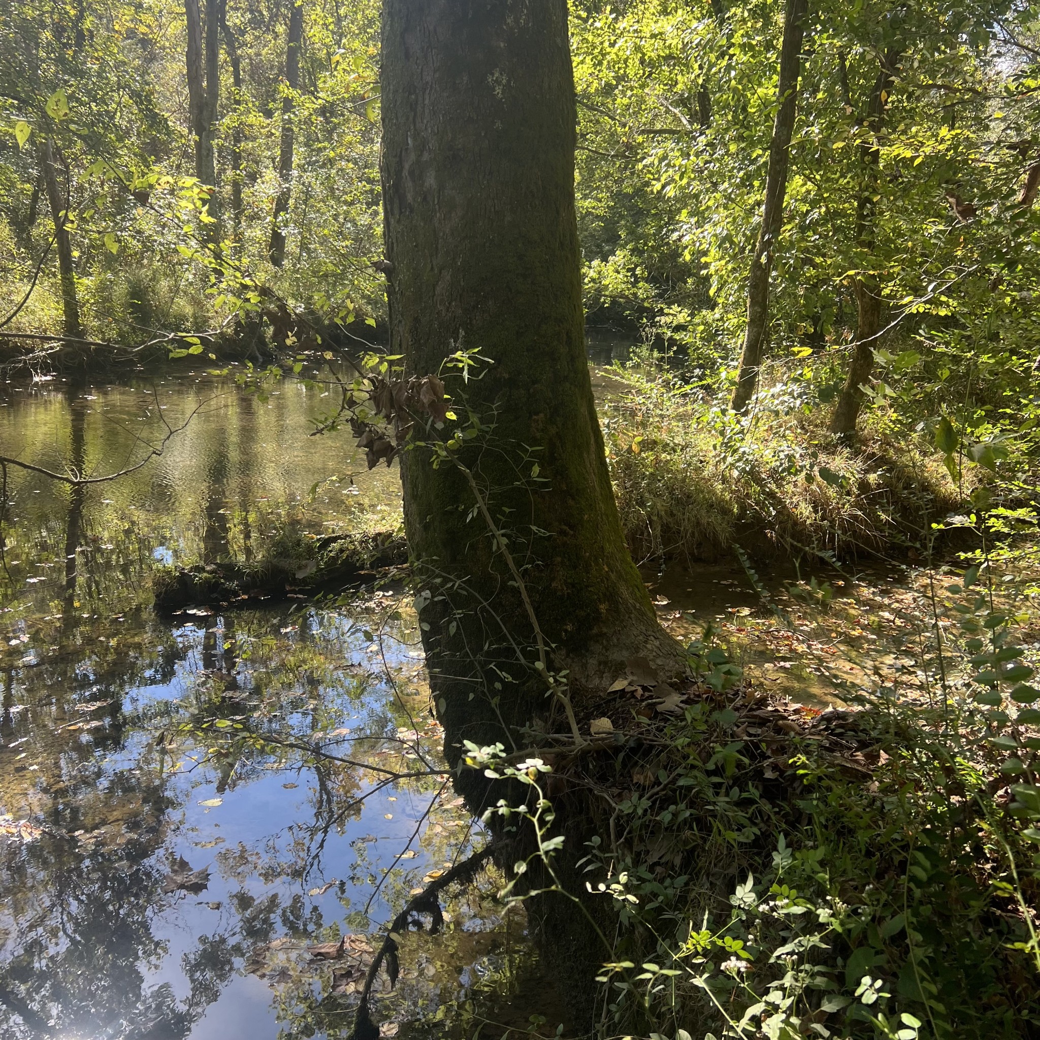 Discover approximately 5.51 acres on Shelbyville Rd  in Warren County! This beautiful property offers plenty  of space and natural surroundings, with Barren Fork along the property. A great opportunity to own acreage and enjoy the peaceful county setting near Morrison. Property Boundary points have recently been marked. Buyer and buyer's agent to verify all pertinent information. No perc test has been completed by the seller. Buyer to perform any desired soil/perc testing and verify suitability for buyer's intend use.