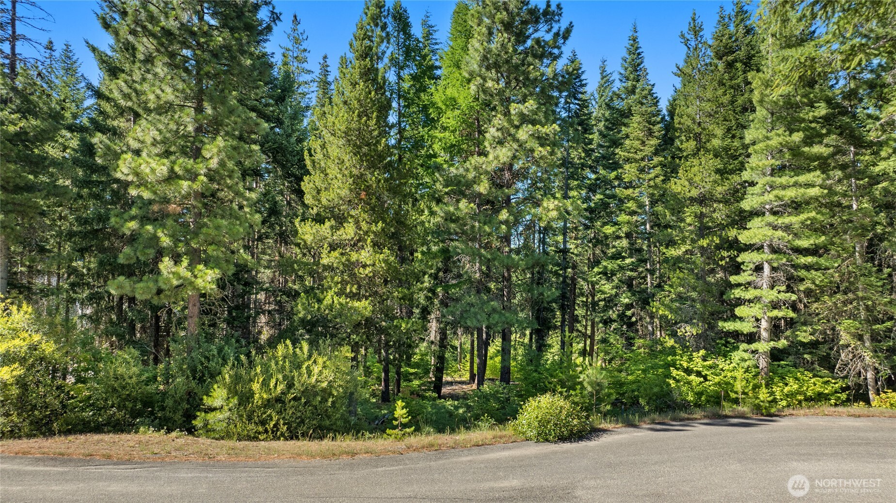 Once cleared, you will get nice sun into the site.