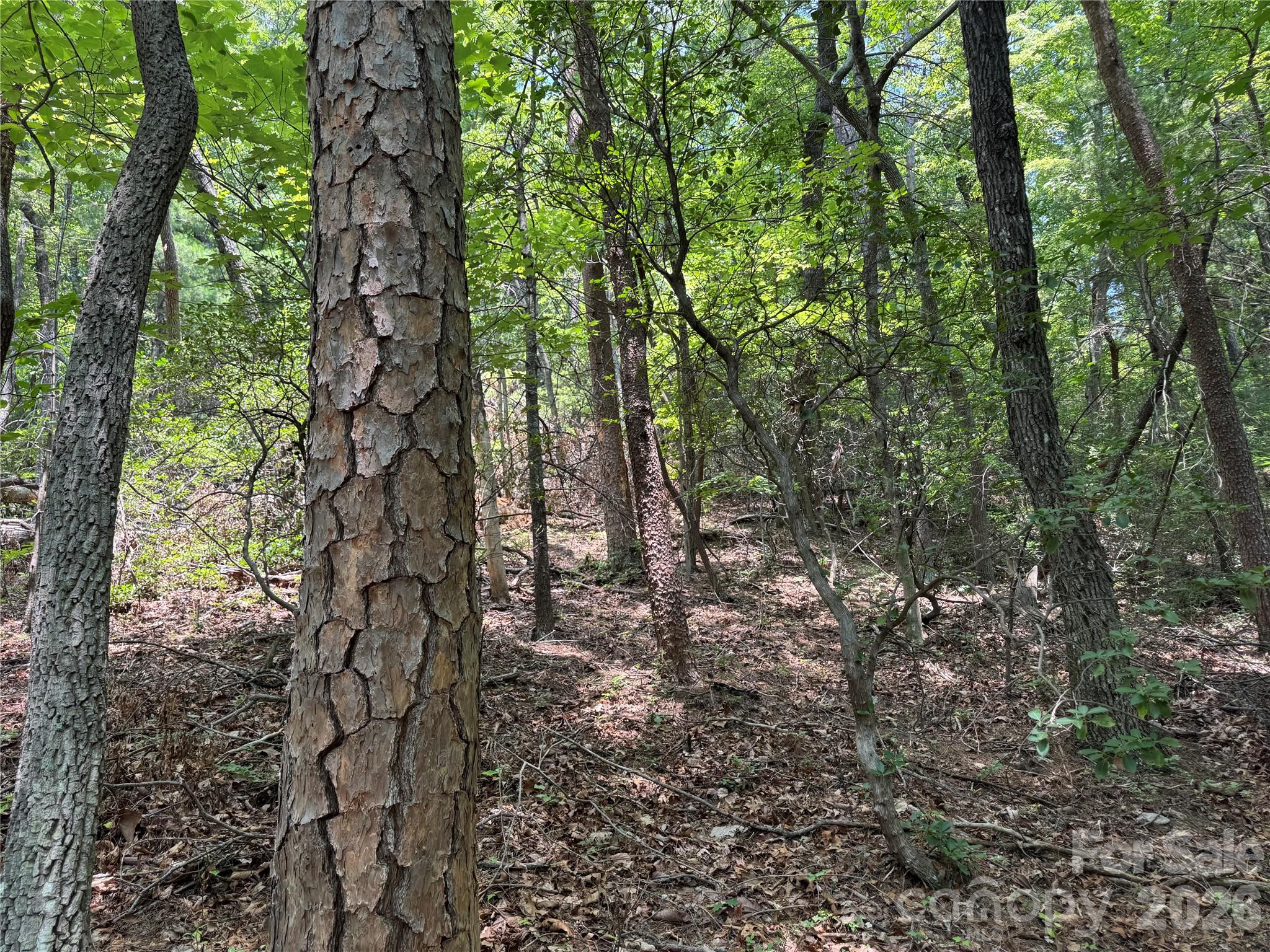 35+ acres - Lot 23 Bear Track Lane 23