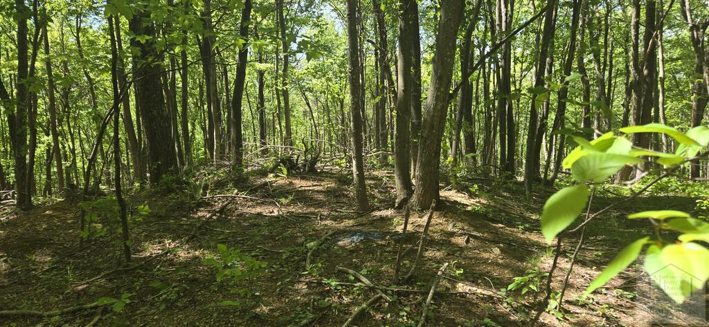 This forested land has old growth trees, a meandering creek and a significant rock outcropping at the highest elevation of 1800 ft. Road frontage of approx. 290 ft starts at 1560 ft. elevation. Some tree thinning was done on the lower elevation in 2024 as prescribed by the Forestry Management Program. Follow a trail to the top to wonder at the role this rock face played in history. Take a detour on the was back down and walk along the creek bank with many native plants, some rare to find these days. The higher elevations are fully wooded and views are available in winter only of the surrounding countryside. Own this treasure for another generation to enjoy.