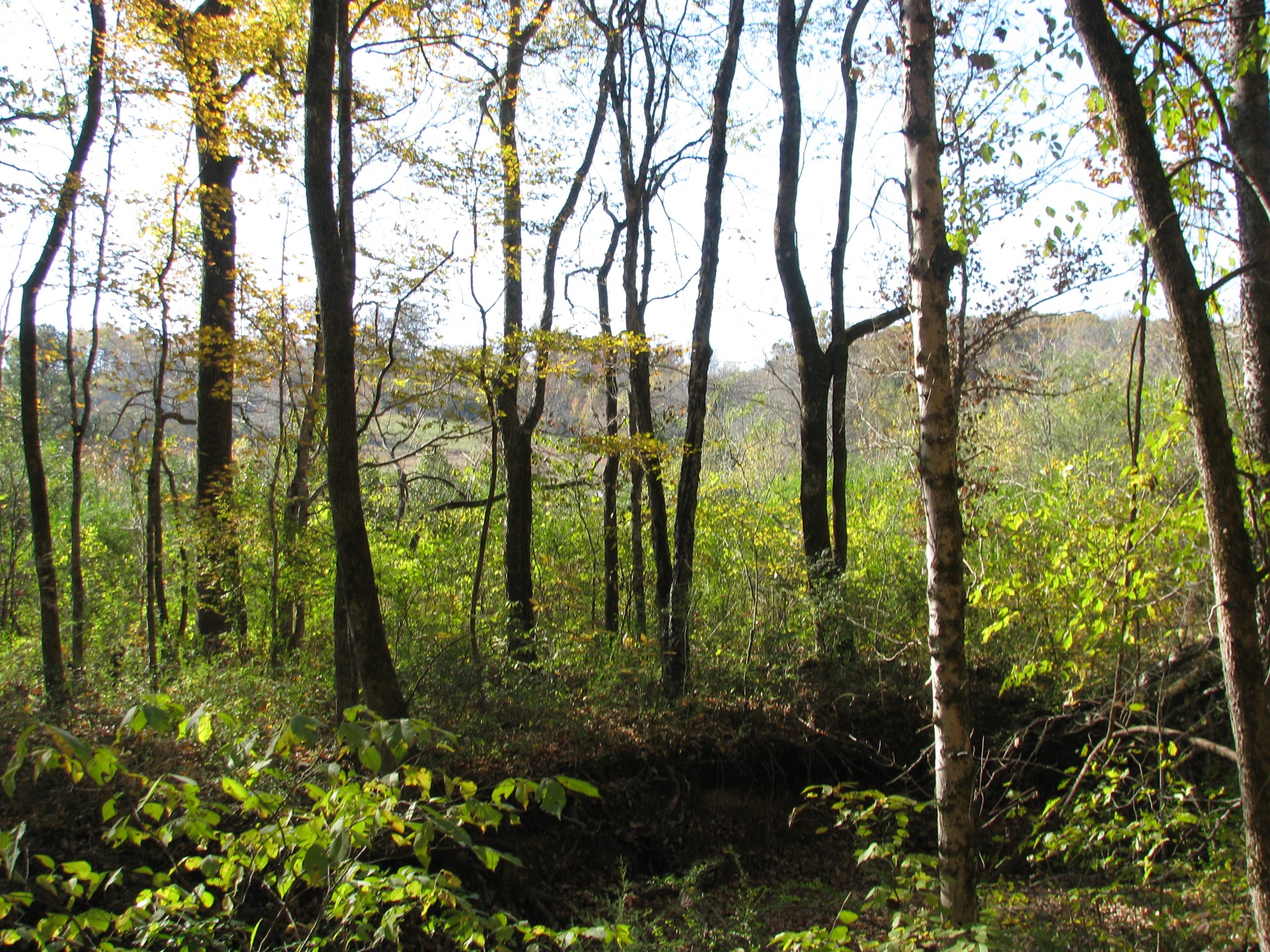 199 Spann Loop