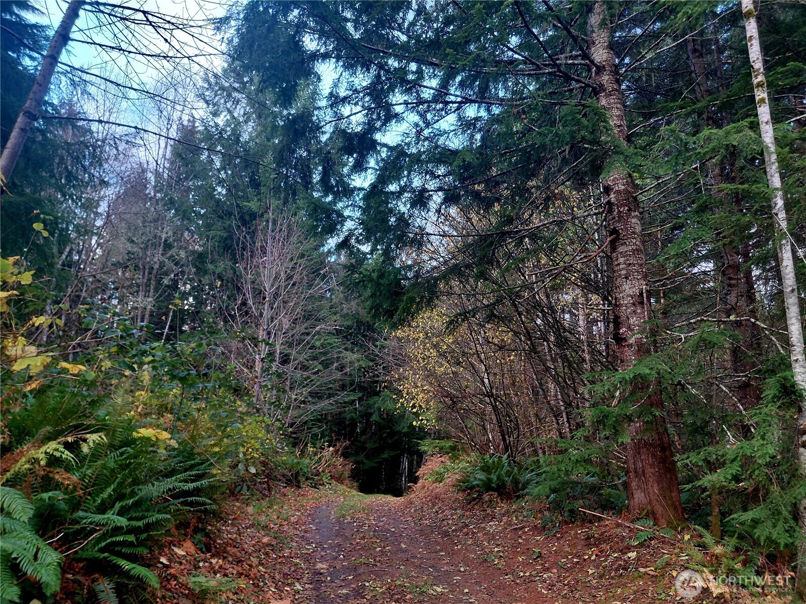 Tucked off the beaten path, this 20-acre property is filled with towering trees - perfect for those who love nature's peace and quiet. Ideal terrain for hunters, foragers, and campers looking for a private retreat in the woods. Property is designated forest lands, allowing you to clear just an acre for a homesite or cabin while keeping taxes low. Multiple natural benches throughout offer potential building or camping spots. Property is almost the last on the road, plenty of privacy without being too far from Randle and Highway 12. A property like this is a worth a view-bring your boots!