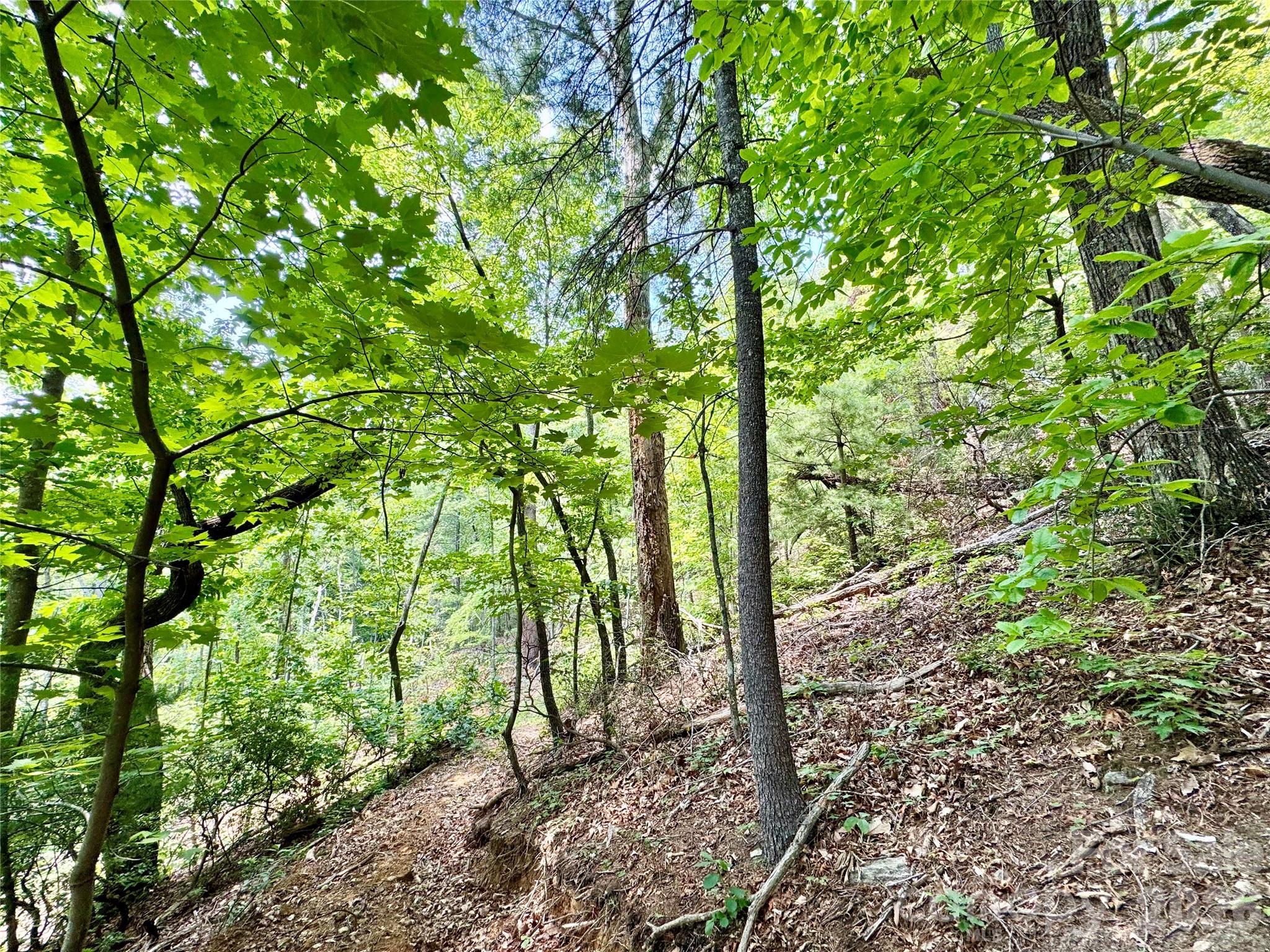 35+ acres - Lot 23 Bear Track Lane 23
