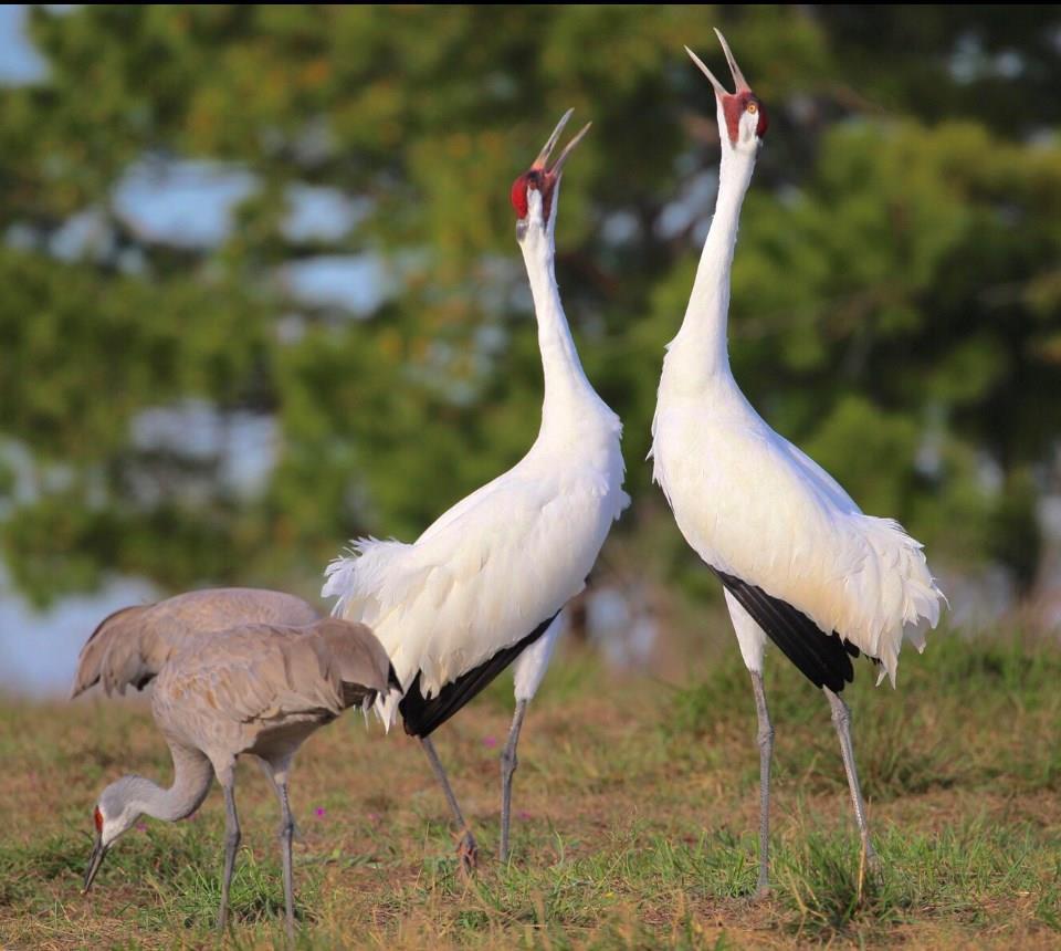 This stunning waterfront acreage (52) in Lamar is a one-of-a-kind paradise and habitat to local wildlife galore, such as Whooping Cranes during winter migration, deer, alligators, pelicans, hummingbirds, fox and more.  This property is located in the Northeast quadrant of Lamar across the street from the Big Tree and stretching to Eighth Street.  Pristine coastal prairie characterizes the easternmost portion of the property, accentuated by a freshwater pond which hosts a large winter migration of birds and year-round habitat. Towering Coastal Oak trees cover the Western boundary of the property, there are multiple slabs and RV connections on the property and plenty of room for a stunning upscale 7 acre fenced homesite with impeccable waterfront views of Saint Charles Bay.  Cattle roams and co-exists with the Cranes and wildlife on the remainder of the acreage.  Just steps from world class hunting and fishing and adjacent to Goose Island State Park, this is truly a nature lover's dream.