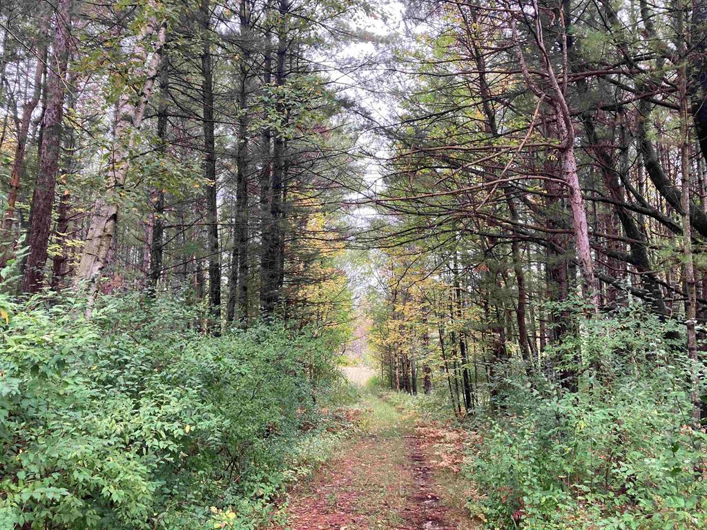 FANTASTIC 19.3 Acres in Northern Ogemaw County! This checks off all the boxes with frontage on a quiet dead-end county maintained road, power readily available, driveways and a rolling mix of open space, planted pines, and mixed hardwoods! A cool half acre+/- spring fed pond for great wildlife and some low areas for great habitat and wildlife. There's a bunch of apple trees and a number of great spots to build or camp. Just a few minutes from Huron National Forest and trail systems so hop on and go! There's enough planted red pine to harvest enough for a full log home easily! Enough field stone just laying around for a giant fireplace! Did I mention that's it's great hunting? Well it is!