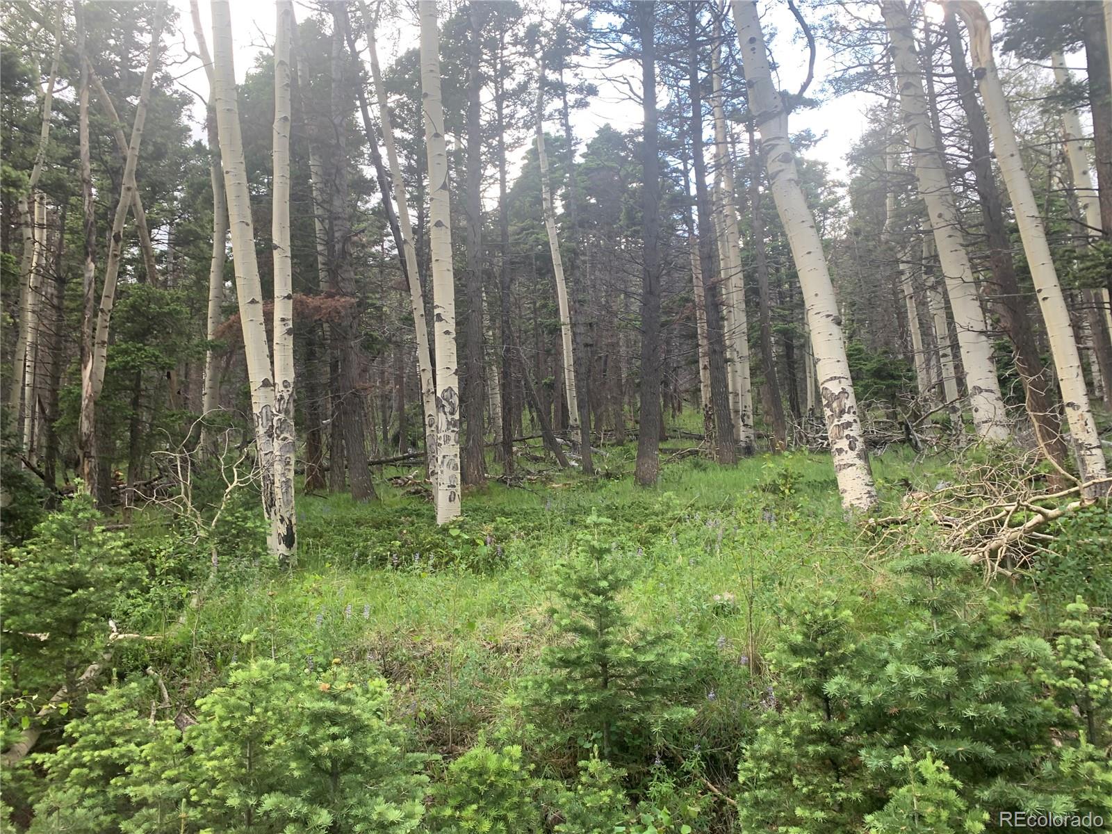 Forbes Wagon Creek Ranch, Lots and Land