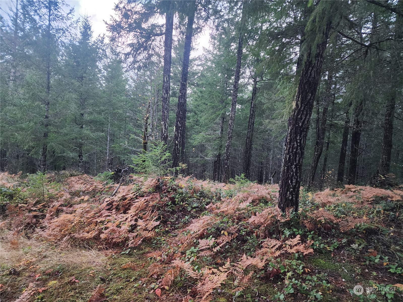 Fantastic opportunity in Packwood to build your mountain retreat on this .33-acre lot in The Summit of the Timberline Community. New water hookup already installed, saving time and cost for your future build. Enjoy a peaceful mountain setting with access to community amenities including pools, tennis and basketball courts, playground, and clubhouse. Just minutes from White Pass Ski Area, Mt. Rainier National Park, and countless other outdoor activities, this is the perfect location for a cabin, vacation rental, or full-time home in the heart of the Cascades! Buyer bonus of $1,000 at closing! Eligible for financing!