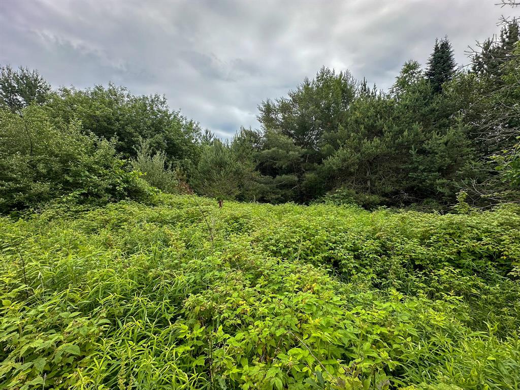 Located just a few miles east of Houghton Lake, this 40-acre tract in Markey Township, Roscommon County, offers an exceptional opportunity for those seeking seclusion, recreation, or a future build site. With power at the road and year-round access via a county-maintained road, the property is both accessible and private. The land is high and dry with several ideal spots for a home, cabin, or pole barn. Best of all, it adjoins thousands of acres of state land, including the renowned Backus Creek State Game Area--perfect for hunters, hikers, and outdoor enthusiasts alike. Current use is Hunting,Other,Recreational,Residential.