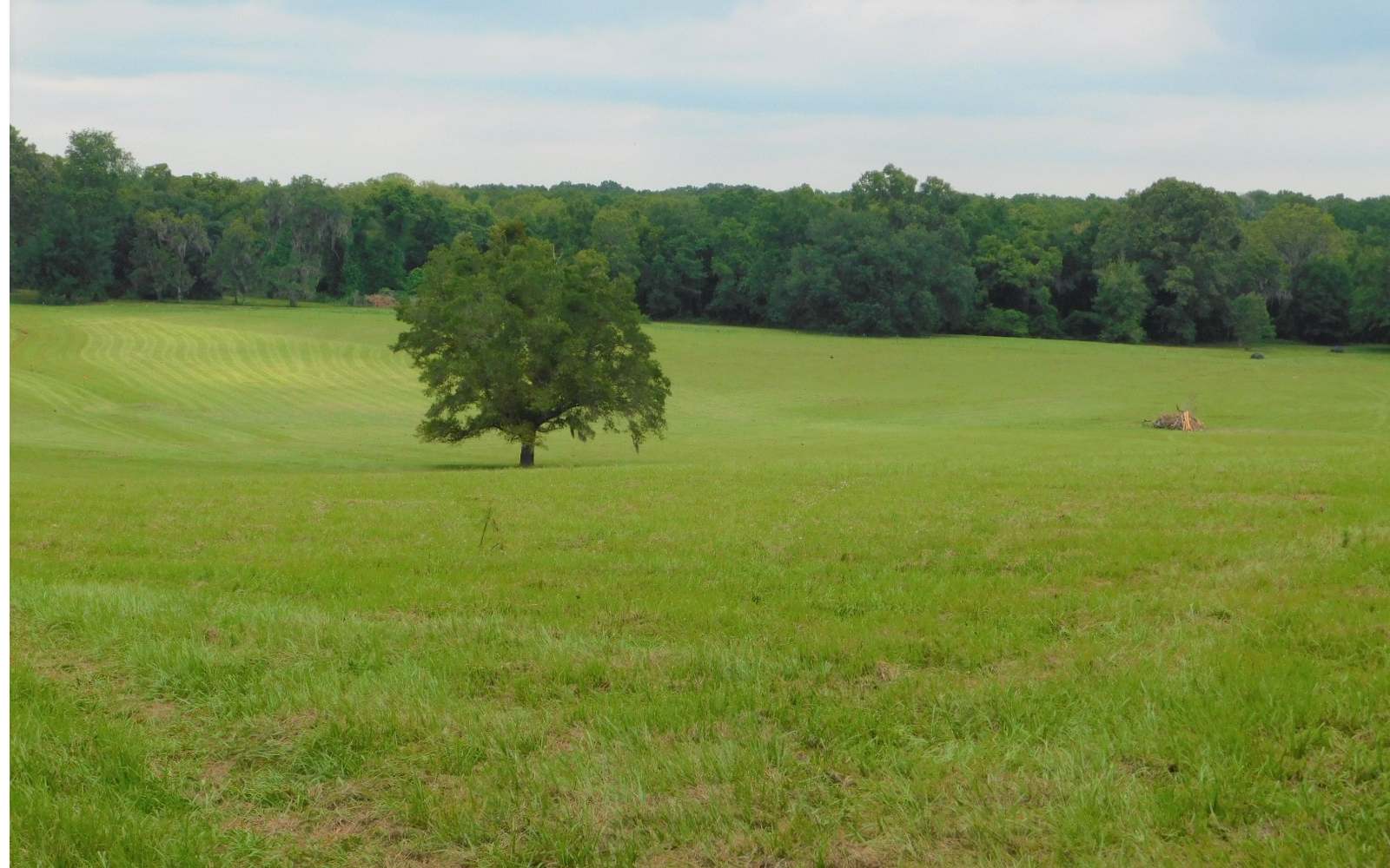 North Florida Pasture Land